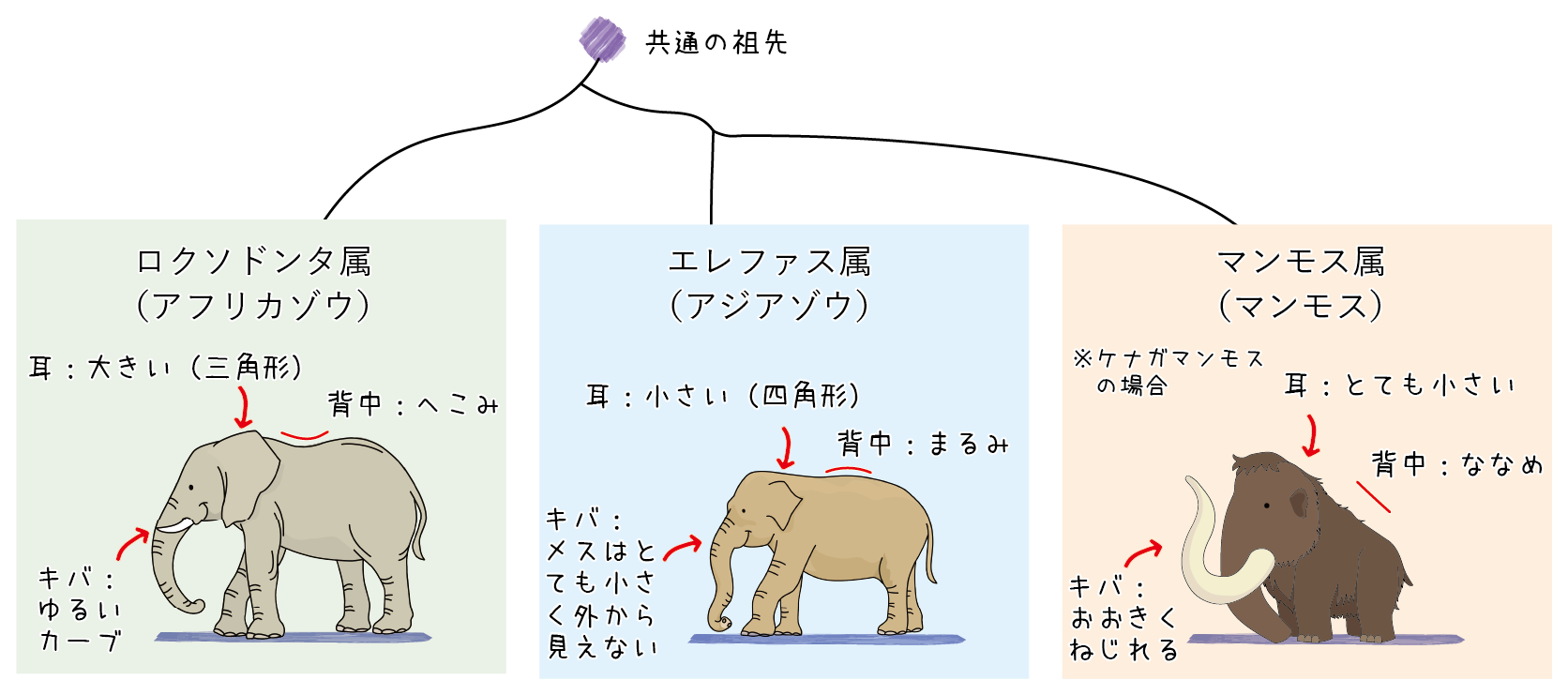 御船町恐竜博物館 | 貸出し化石：No.9_マンモスの体毛