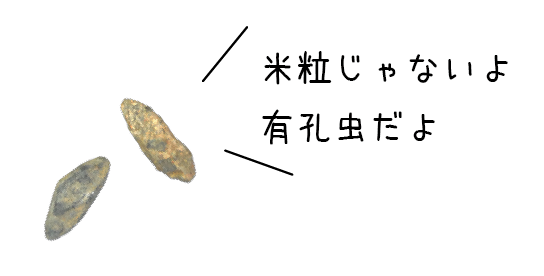 御船町恐竜博物館 | 貸出し化石：No.11_フズリナ