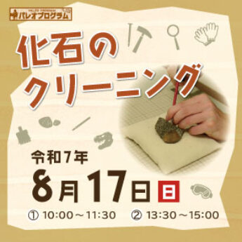 8/17 パレオプログラム『化石のクリーニング』